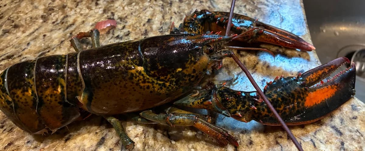 Homard à la vapeur